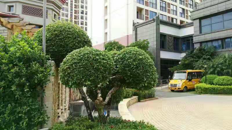 分享手机里随手拍的风景照片这个小区环境非常的好，卫生打扫的很干净，绿化也非常好，