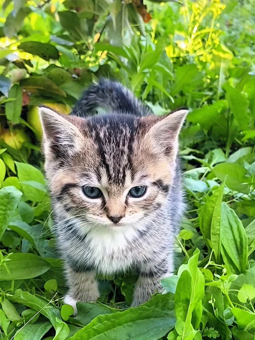 笑死！我把生在草丛里的小猫崽汁养成猪啦！