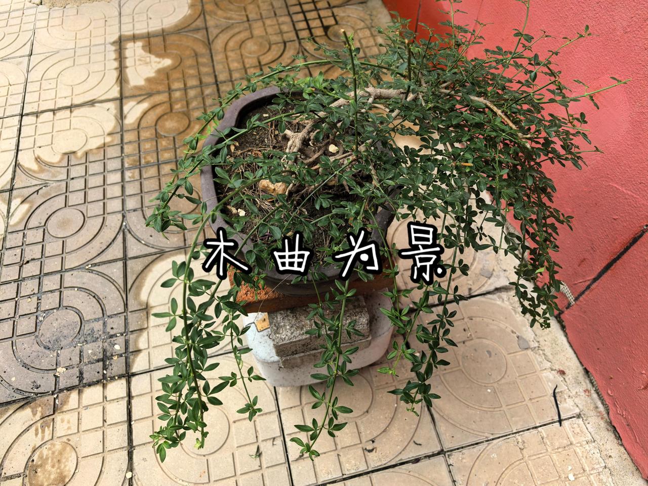 木曲为景