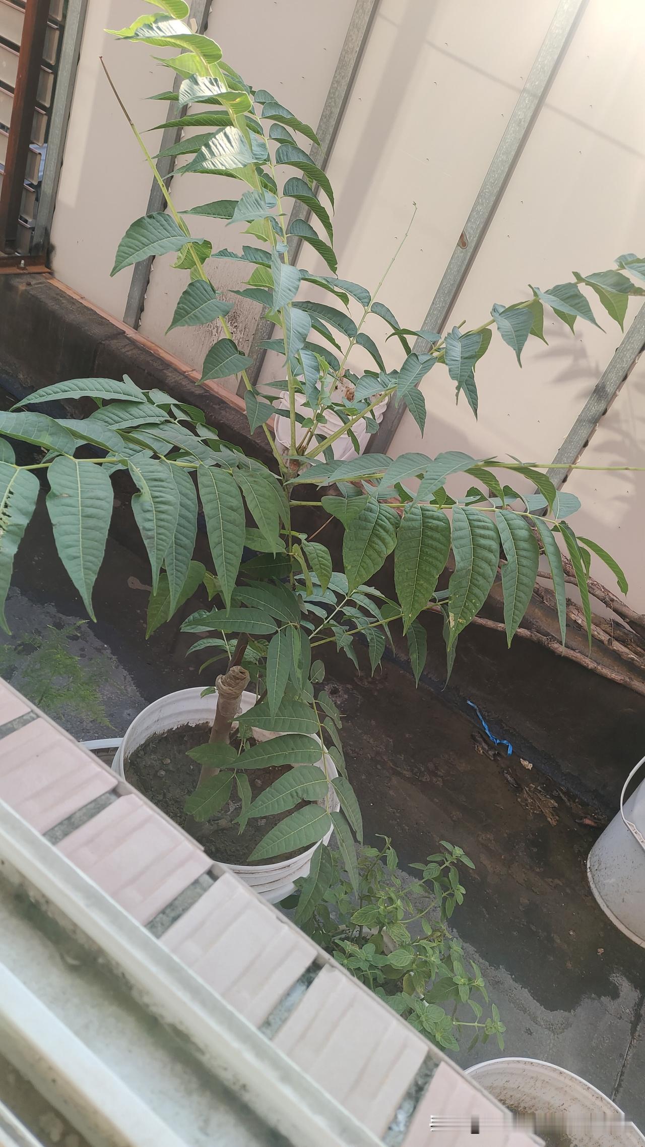 在网上买的小桃红种子，去年长得枝繁叶茂没开一朵花，今年我把疯长的小桃红掐了头，又