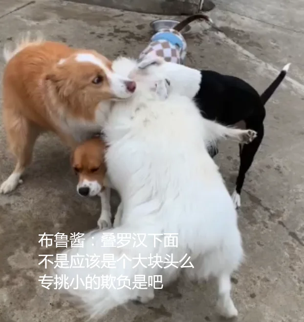 布鲁酱：好朋友们沉重的爱丫