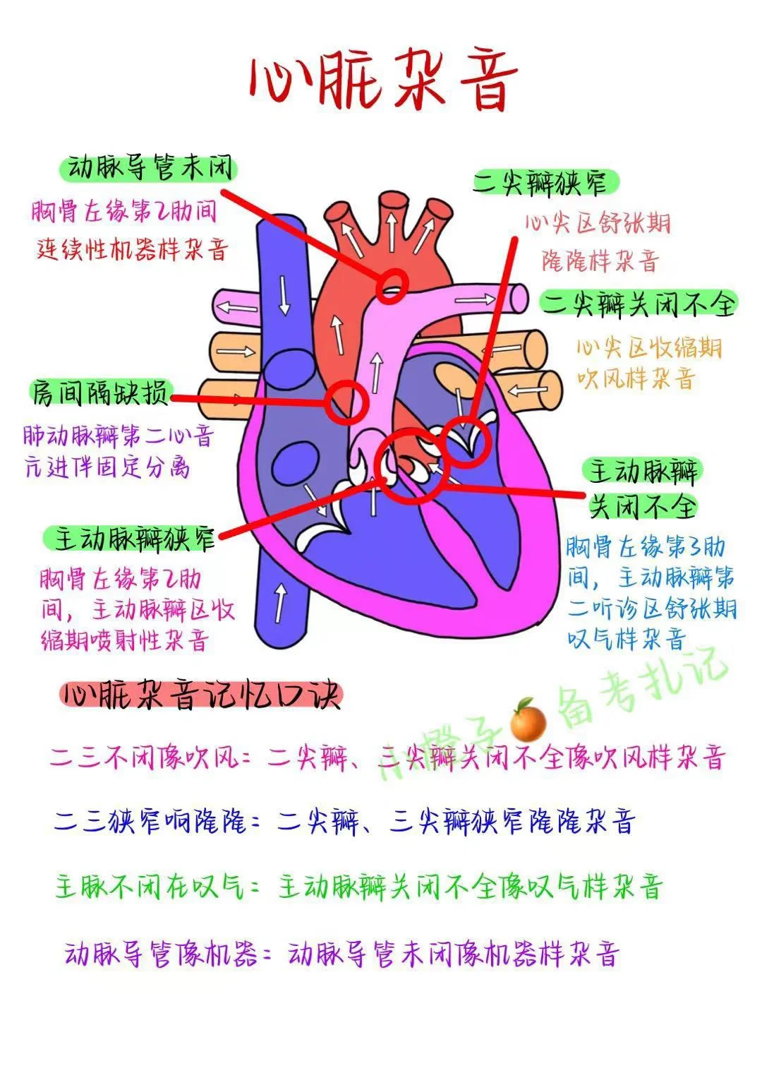 📖护师笔记｜循环系统｜心脏杂音❤️