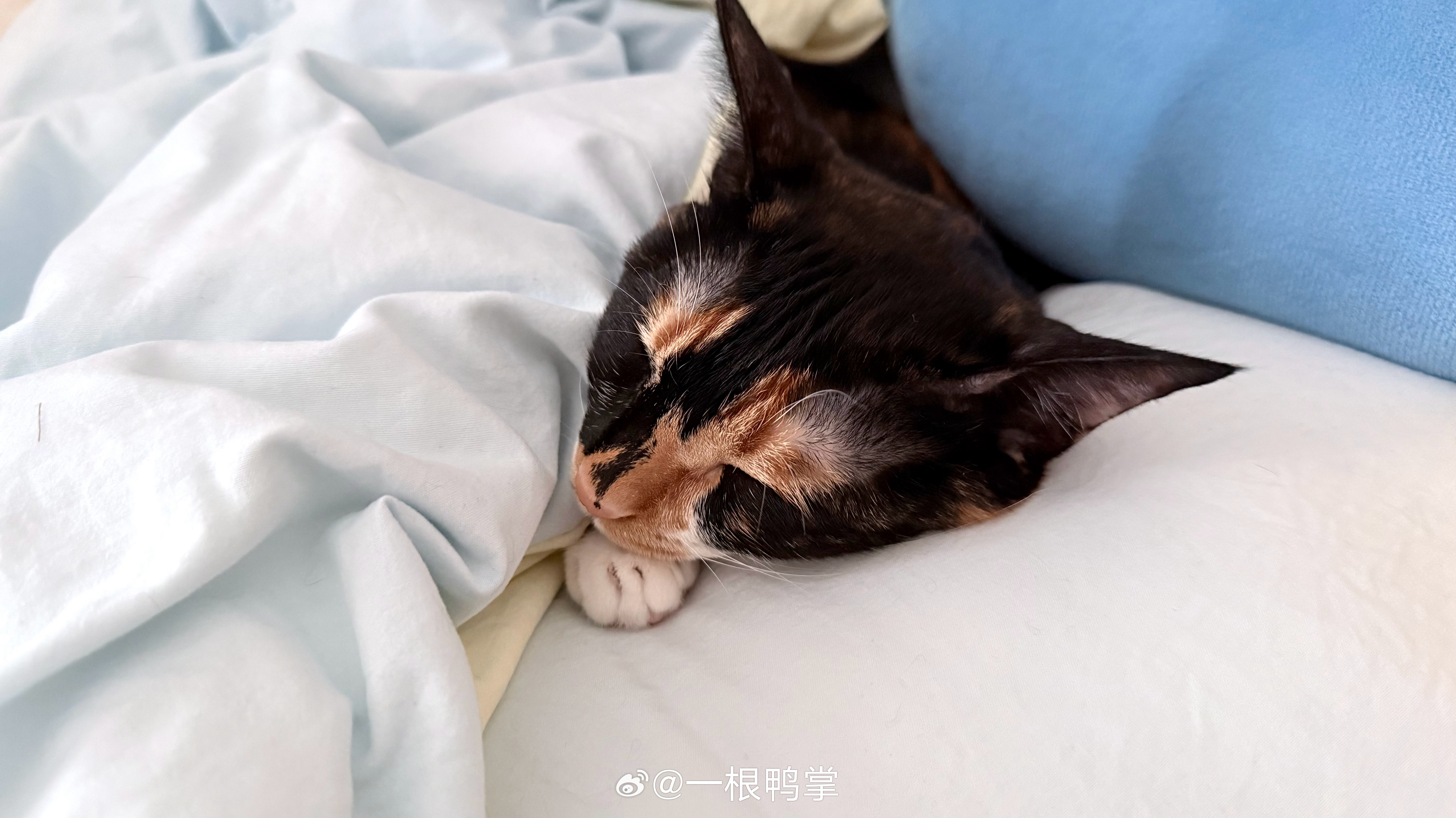 心软软～ 