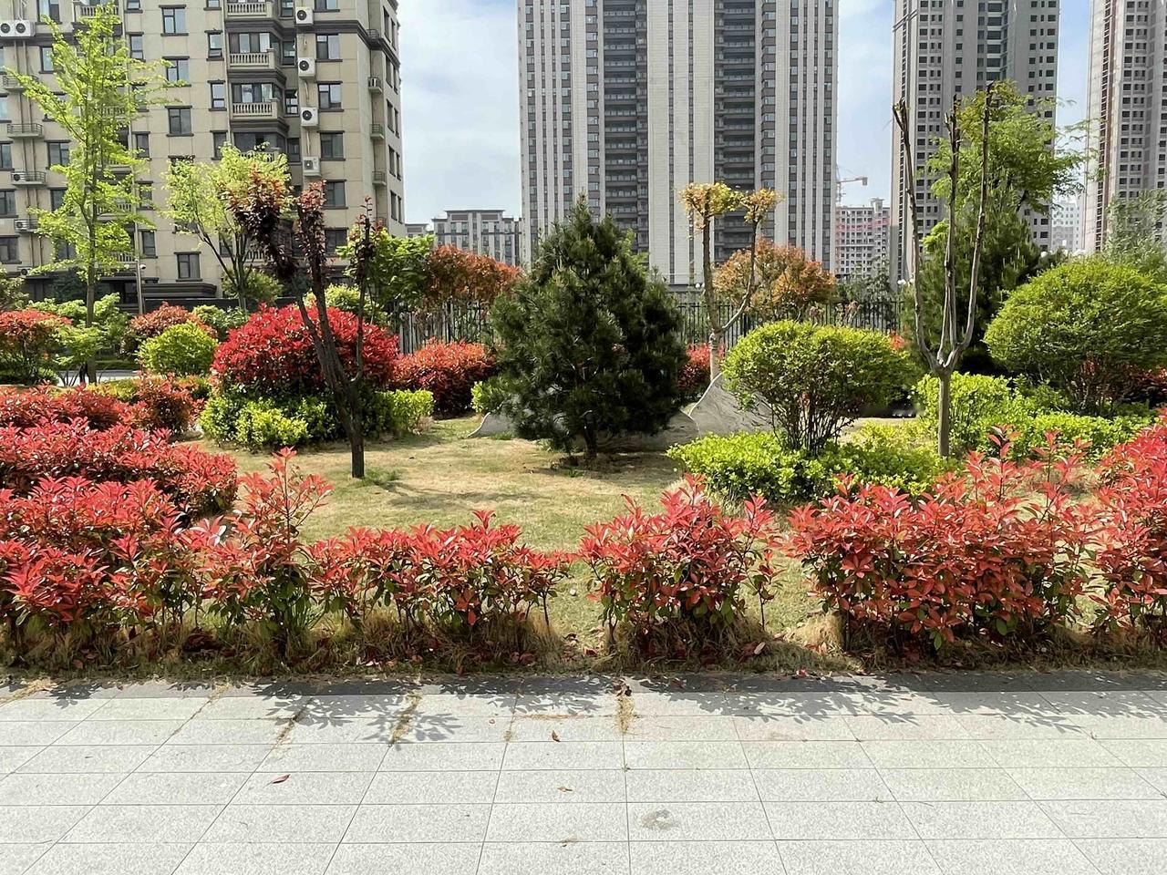 今天天气特别好，上午就带孩子出来玩了一会，这不是什么景区，而是我们小区的绿化带。