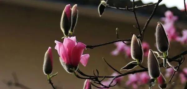 此方专治鼻塞流涕，有无表证均可使用！#每天一味中草药##中医式生活#陈潮祖 陈潮