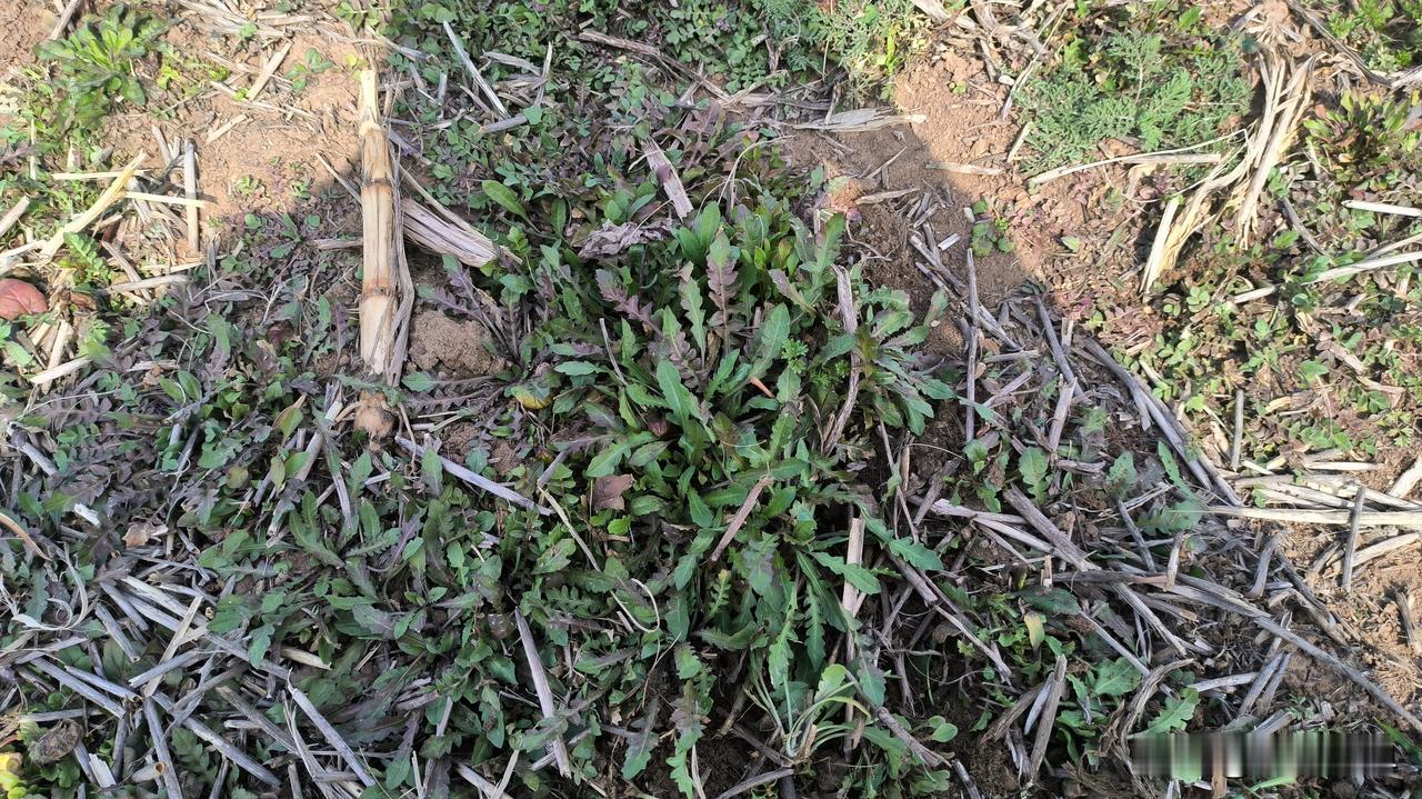 让孩子到农村见识见识

周末我回家看望父母，午饭后父母小憩片刻，我便前往村后的空