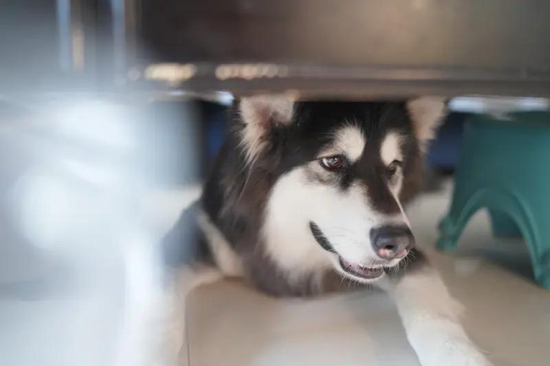 日本确实计划从阿拉斯加进口石油，且已进入实质性推进阶段。这一决策主要基于以下背景