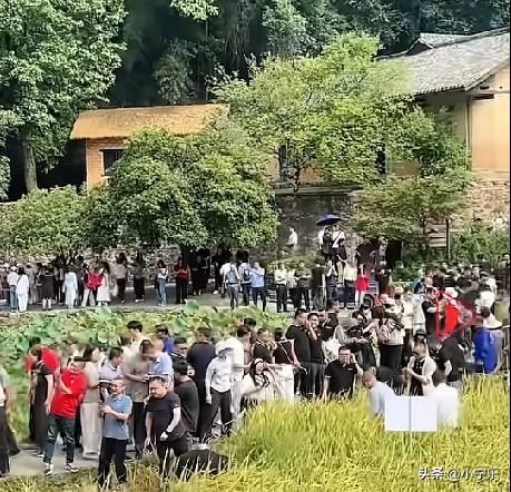 9月12日，湖南韶山，毛泽东同志故居前稻田迎来大丰收，很多游客前来打卡并帮忙收割