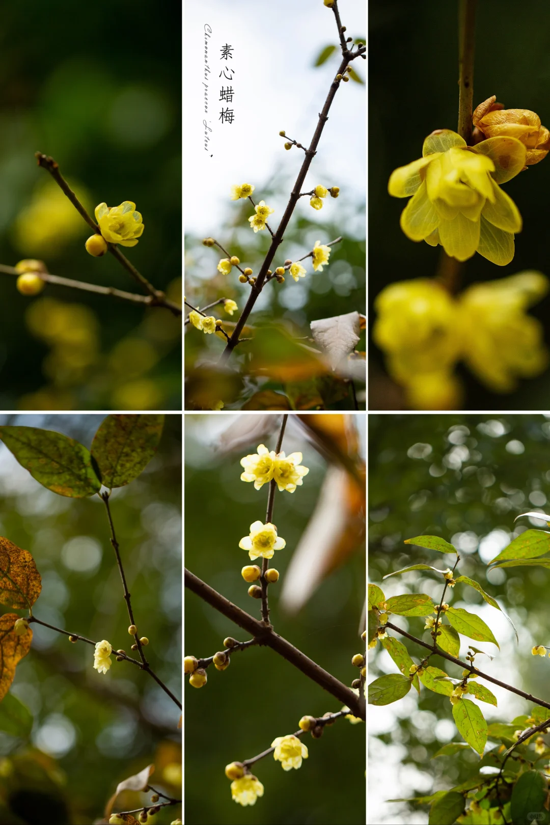 又见“素心”蜡梅|植物摄影美学