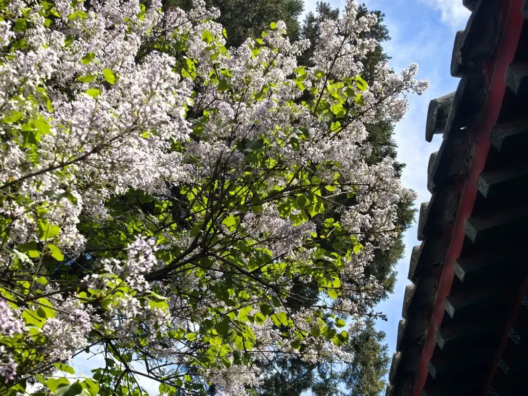 古刹寻芳：万寿寺玉兰盛放，去智化寺、法源寺看花还要再等等
