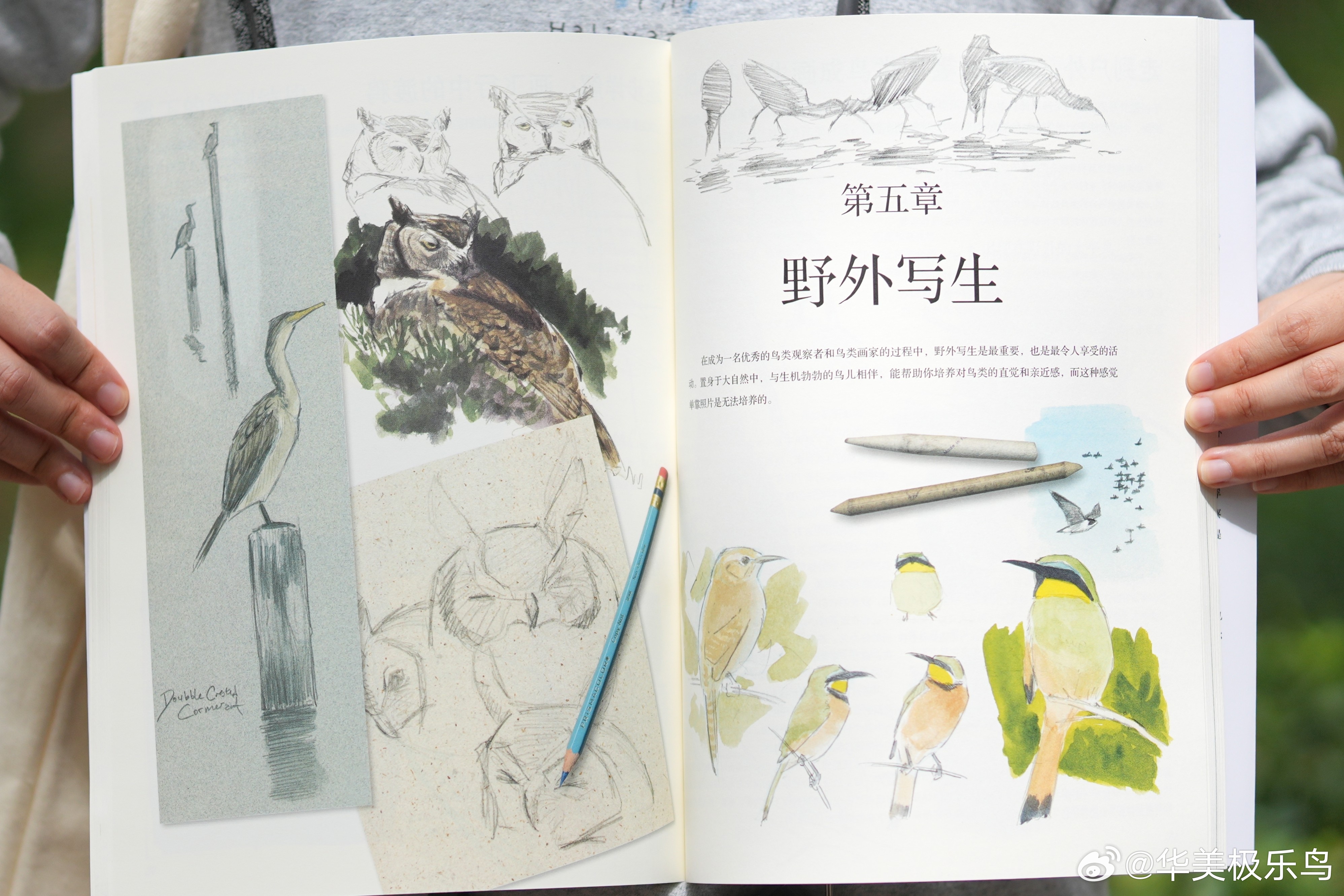 抽奖福利！《自然学家劳斯：观鸟绘画指南》用画笔留住飞鸟灵动的瞬间✨资深自然学家约
