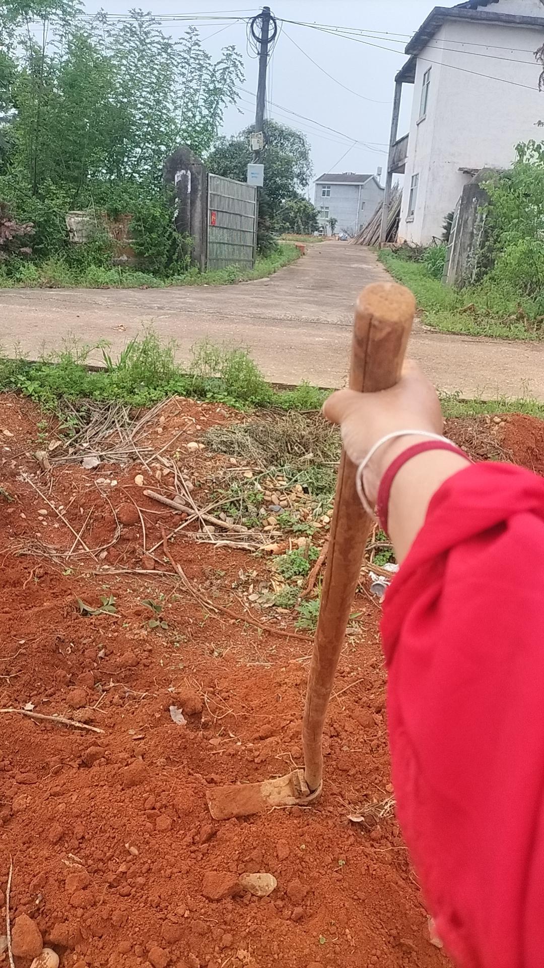 我今天在租房门口开荒地种菜了，那么热的天我一个人拿把锄头干活，只挖了一个小时就感