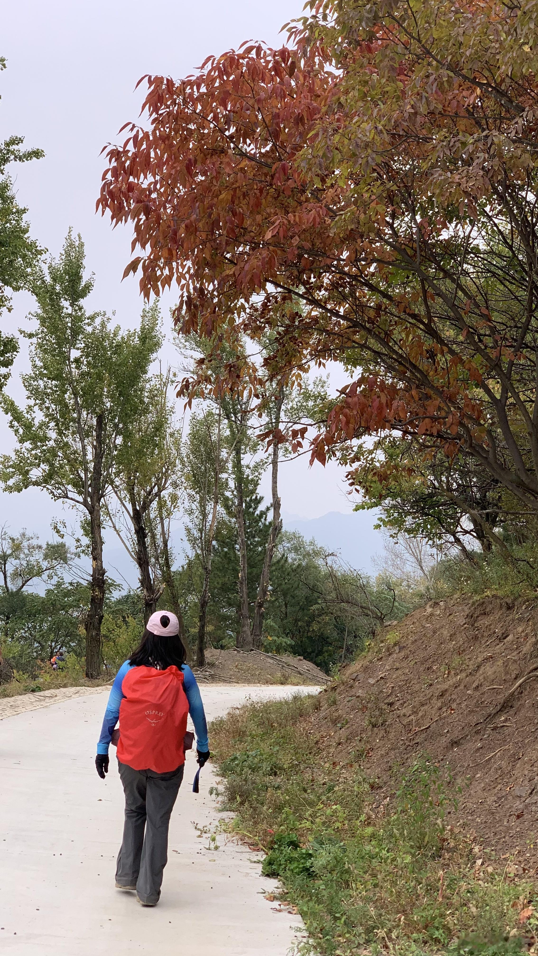 长城之行落幕，漫步在秋日山间小路。红叶漫枝头，秋意扑面而来，山野的浪漫，藏在每一