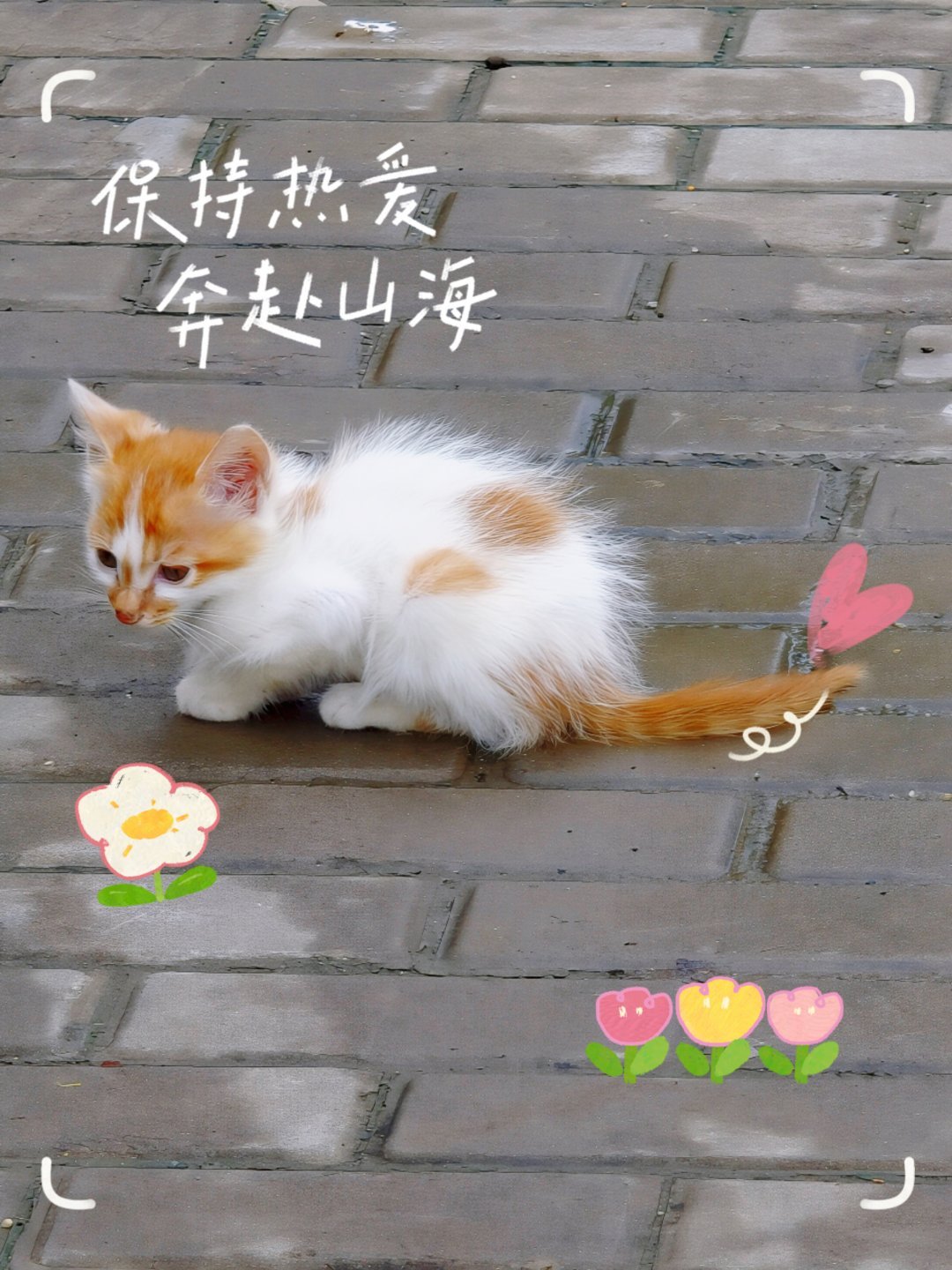 随手拍 偶遇一只小猫咪🐈⬛‧₊˚ 