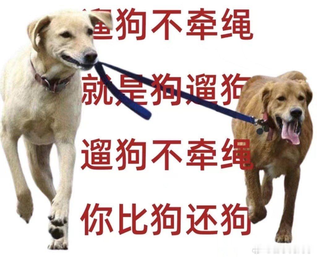 杜宾犬未拴绳起冲突养狗人登门道歉在街上碰到养狗不拴绳的，真的想给它来一脚，狗在那