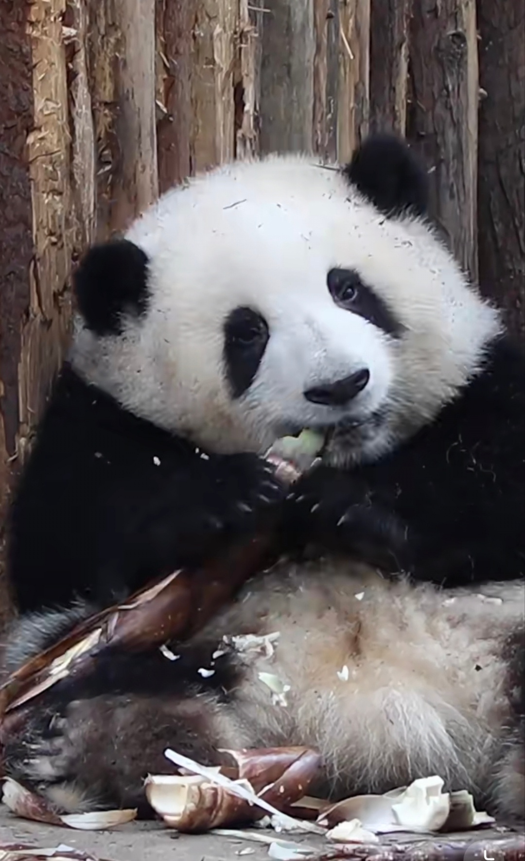 这个小小的三角饭团，怎么能这么萌人呢大熊猫和花 