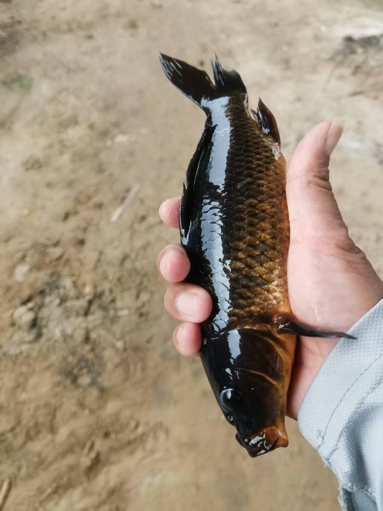 分享一张你最近随拍的照片钓到个这货，应该是非州来的，从那来的滚那去，阿弥陀佛！