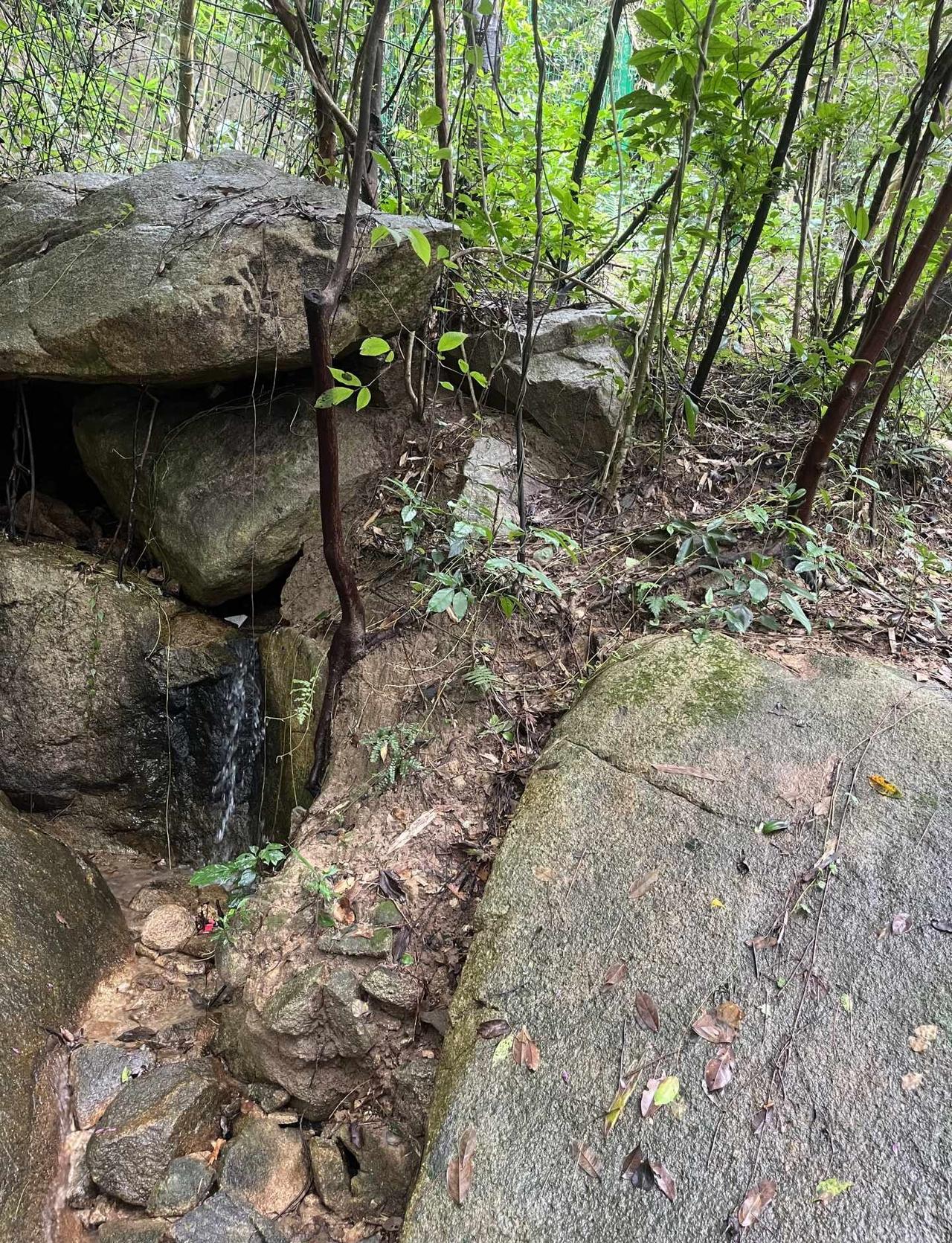 福州鼓山⚡️
本以为鼓山会累到喘气
结果一路轻轻松松就登顶🧗‍♀️
	
古道树
