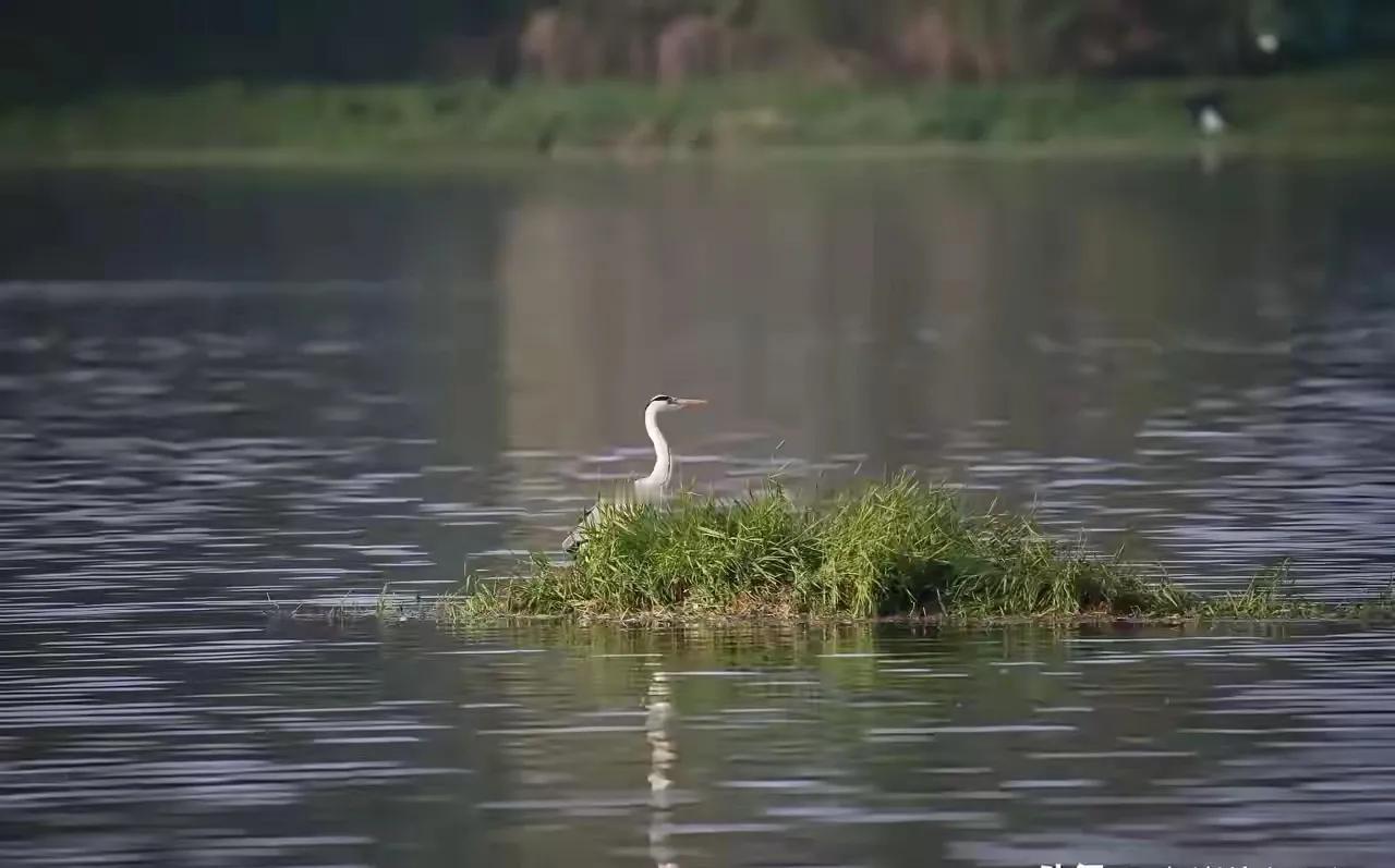 图片中的这只水鸟是白鹭吗？网友说是，我说不是，到底是不是白露啊？