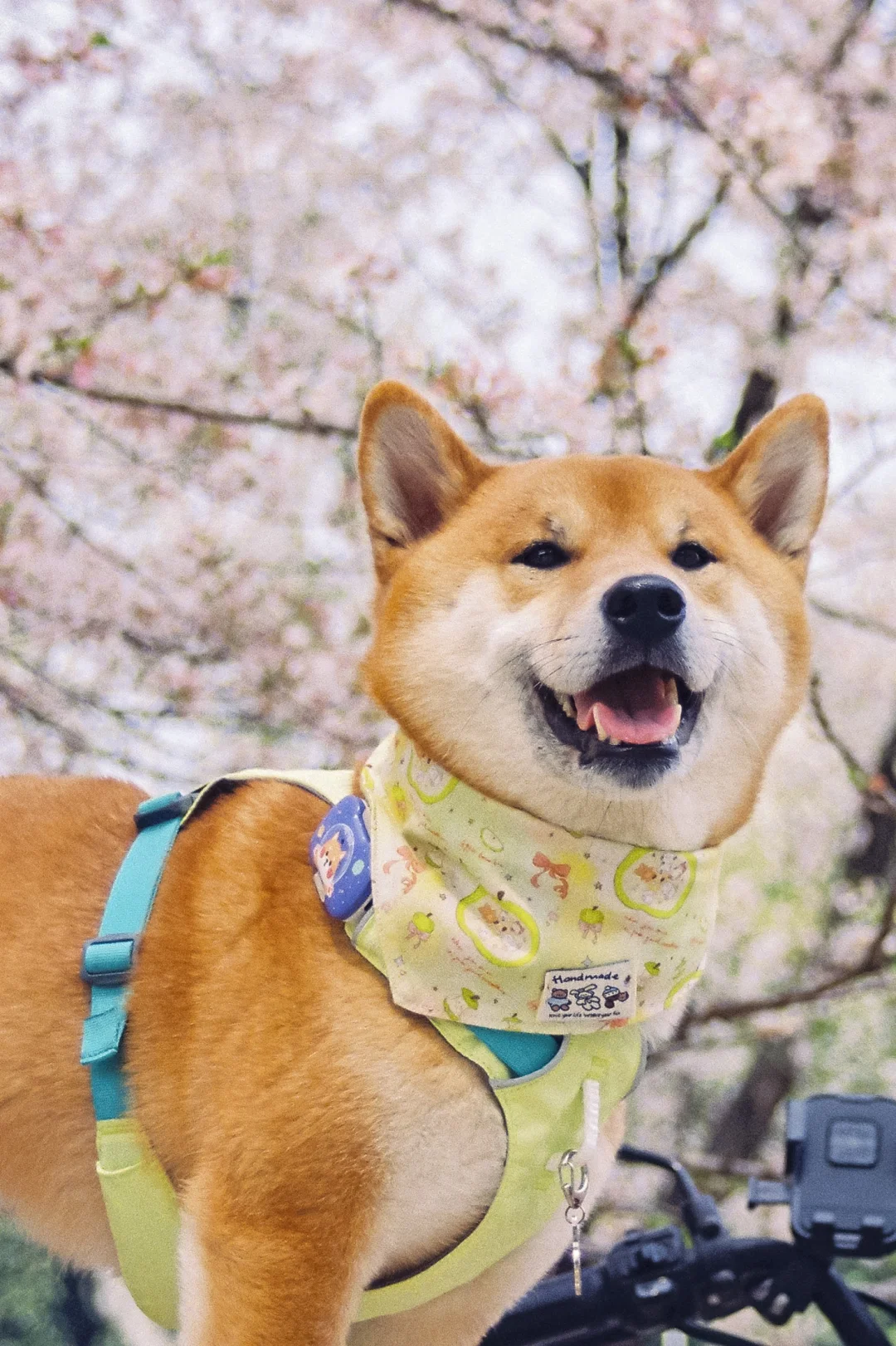 柴犬➕樱花➕胶片 🌸氛围感100分