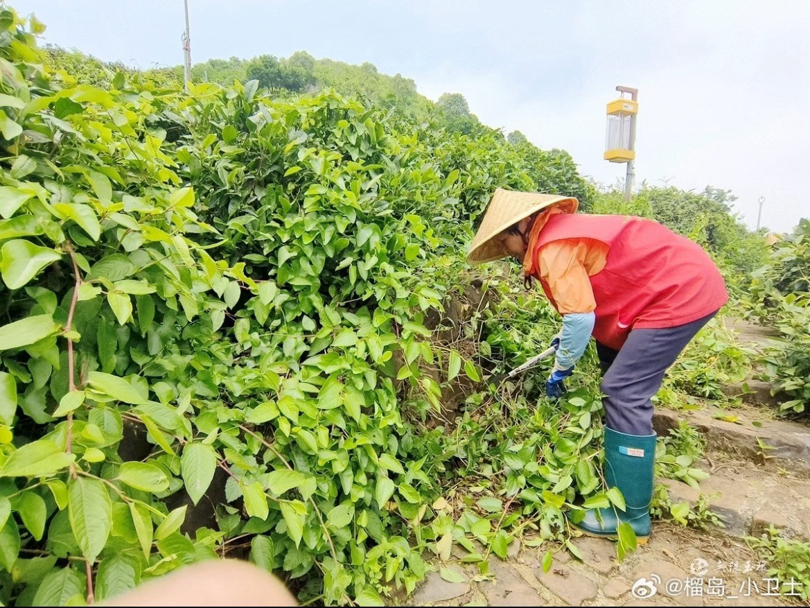 玉环火山茶第一泡不洗茶的底气从何来夏茶季主动休采，玉环火山茶园用心养护茶树与土地
