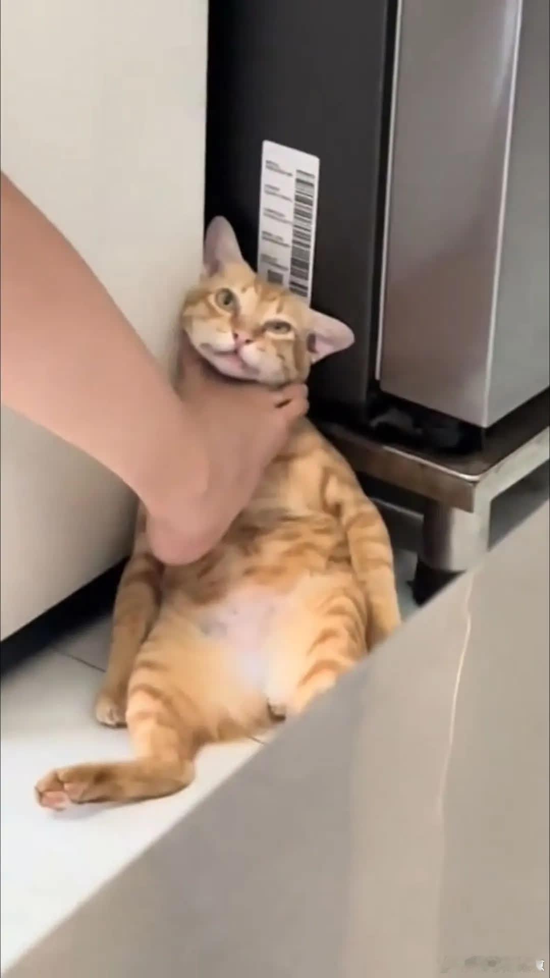 好像活着对它没有什么意义……😂萌宠宠物