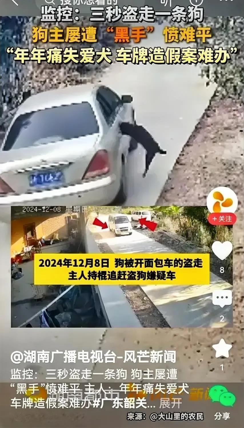 是的，监控显示：偷狗贼开着轿车车，行驶到离路边的狗狗约2米时，从车里抛出绳套，准