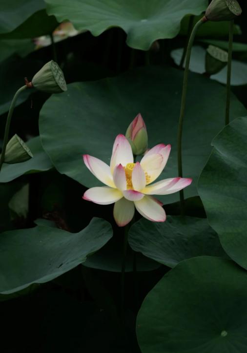 菲佐硬闯莫斯科：献花还是突围？
亲爱的朋友们大家好，我是海林小百科，今天我们来看