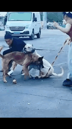 吓人哪，两只都不是宠物狗。