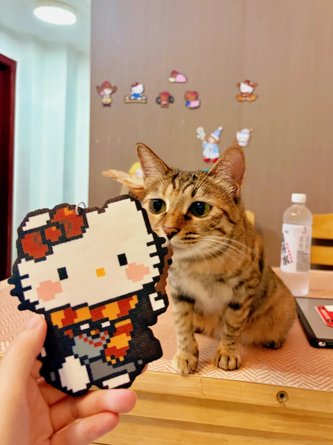 跟豆子糯米🐱愉快度过～还有可可爱爱的拼豆