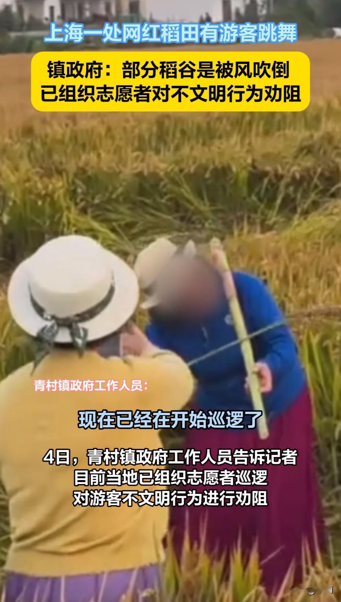 11月3日，网友发视频显示上海奉贤青村镇李窑村网红稻田里，多名阿姨跳舞拍照，部分