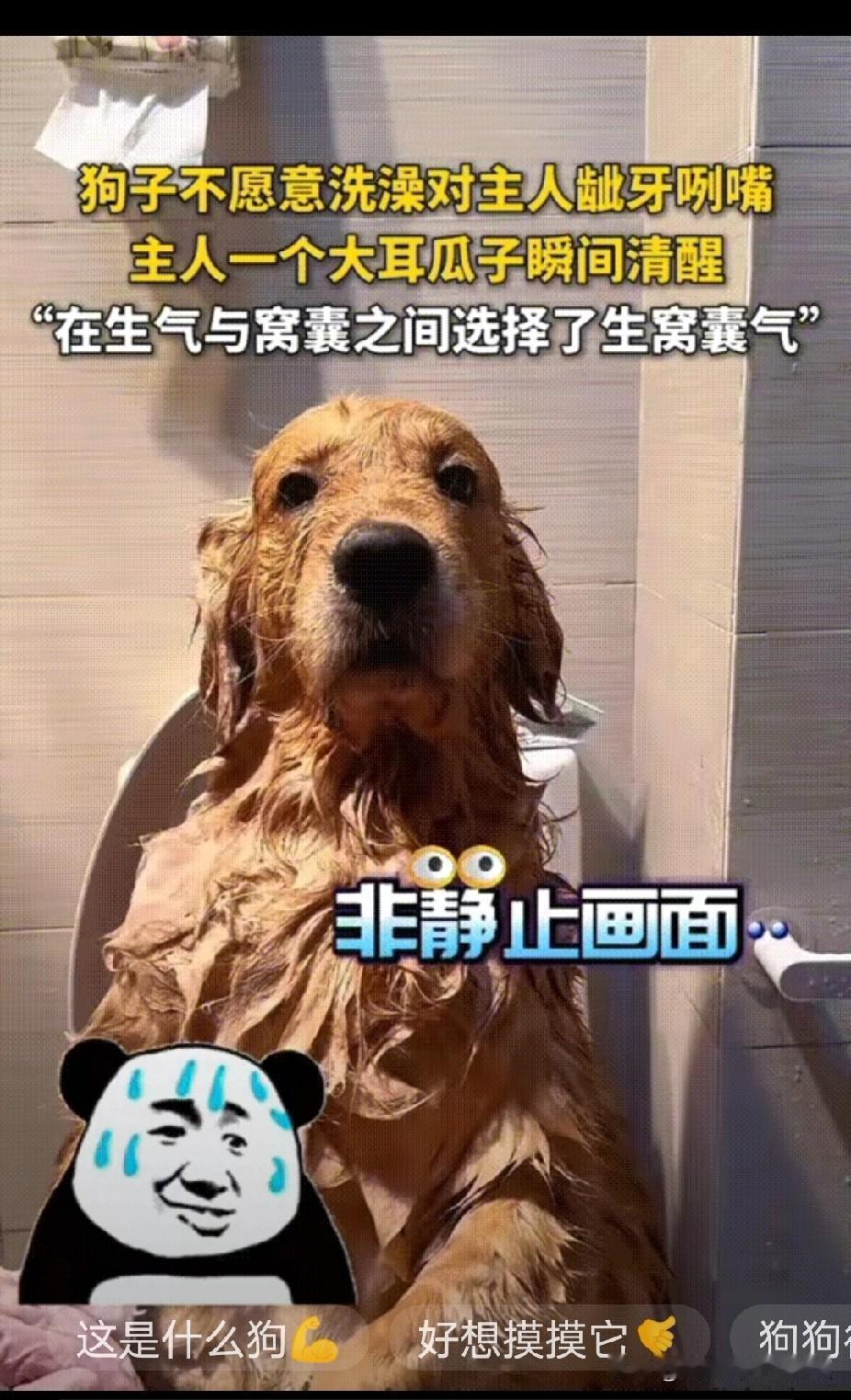 笑不活了！天津，狗子出门弄了一身泥，主人给它洗澡，它是非常的不乐意，一直冲着主人