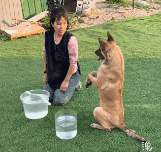 哈哈，聪明的狗狗 怕主人挂了!
