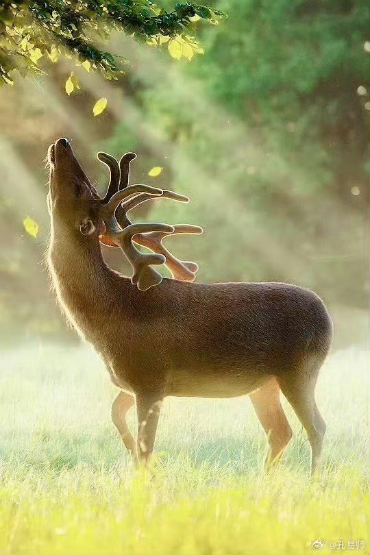 灵性小鹿，万福大顺，必有惊喜🦌🦌🦌🦌 