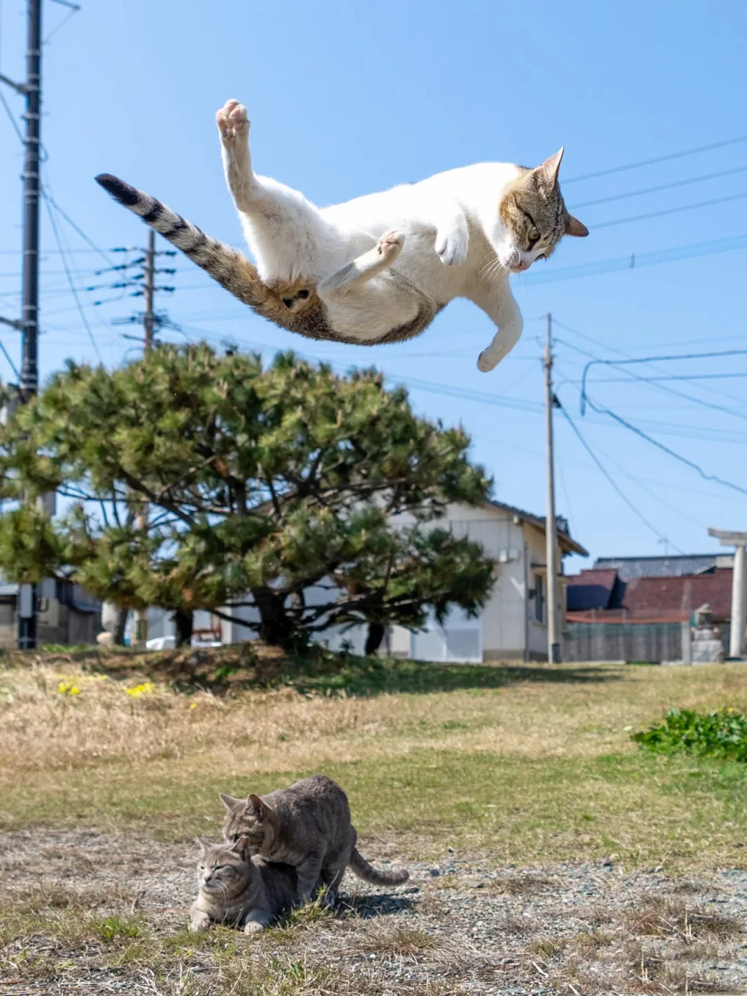 飞跃高空的猫猫
