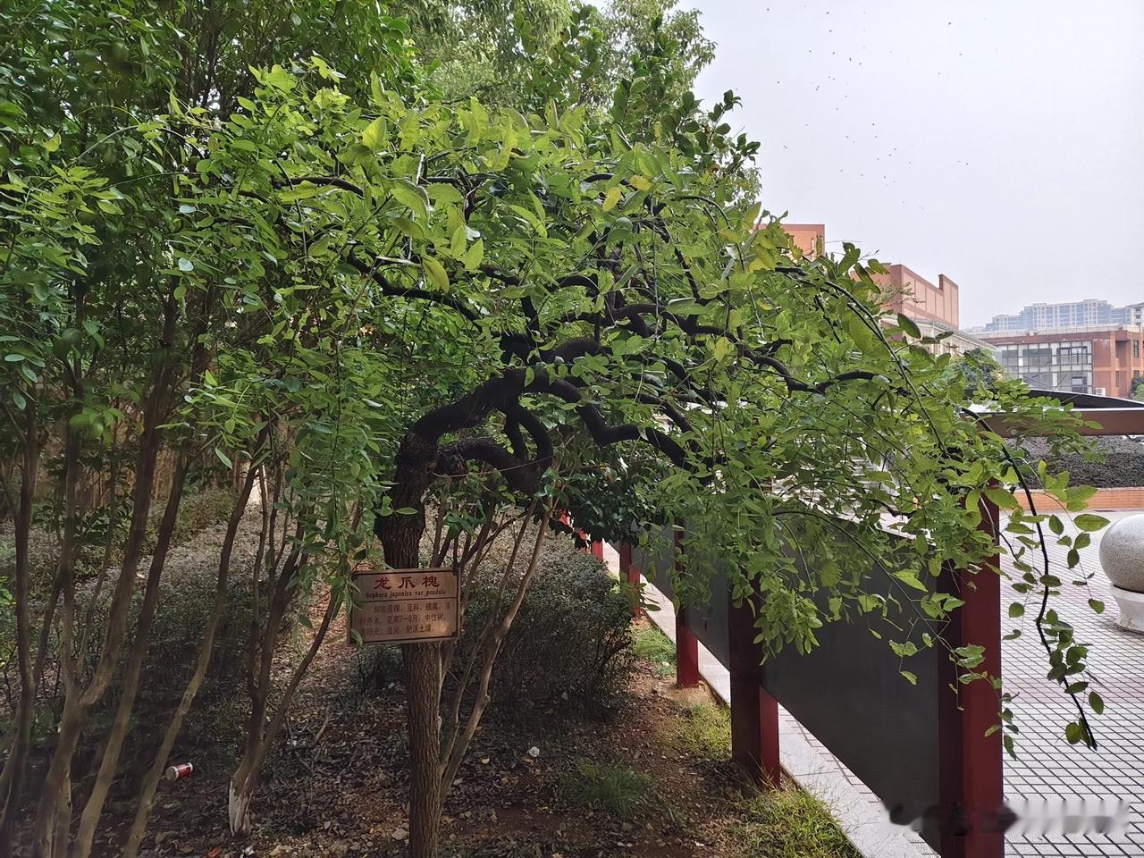 
龙爪槐，树形奇特，貌似龙的爪子。槐树开花是白色的，细碎的花朵很好看！
槐树属豆