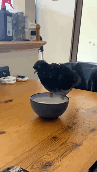 鸽子：你们看不见我，看不到我。