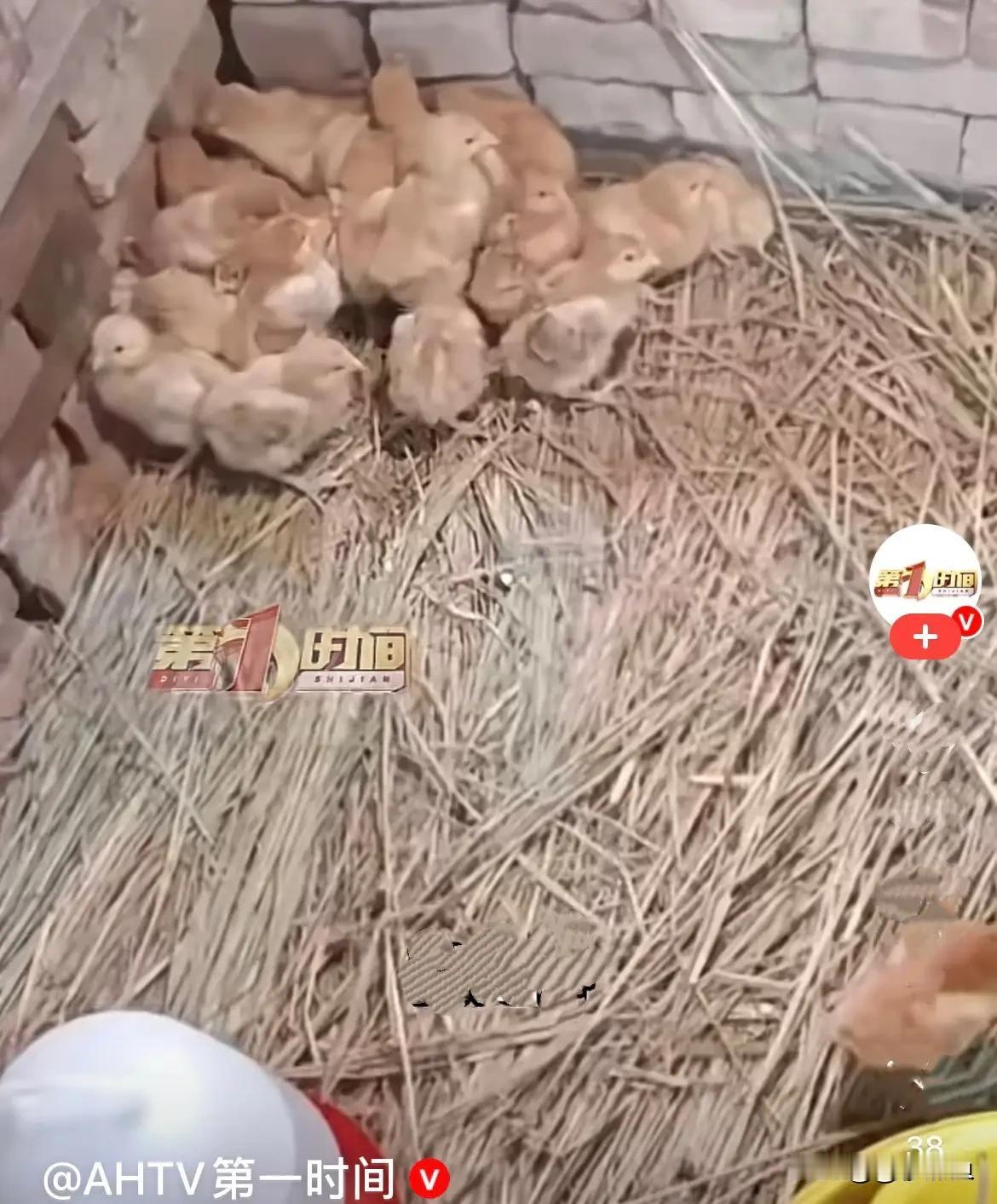 孙女怀孕，爷爷奶奶连夜砌豪华鸡窝：最朴素的疼爱，从来都不动声色
近日，江苏南通这