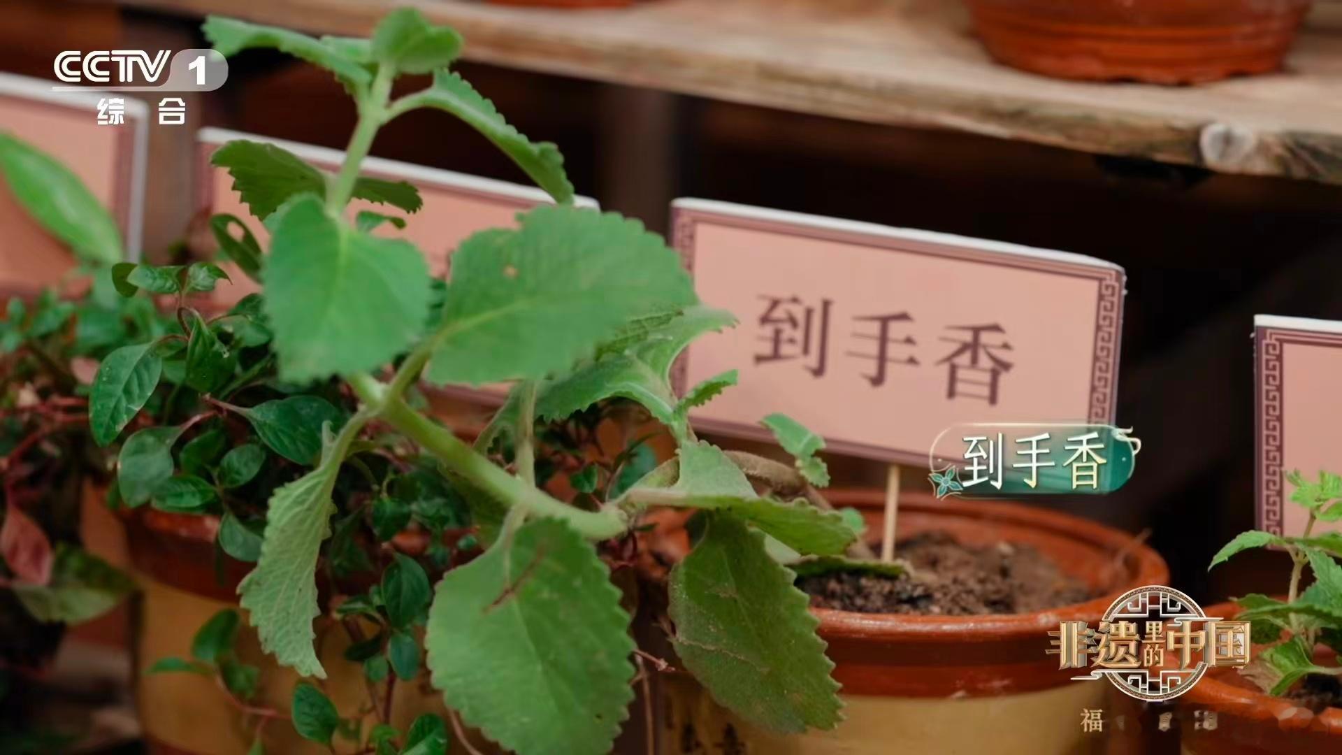 在闽南随手就可能采到草药 跟闽南同事去郊游，她指着路边的凉粉草说 “这是我的童年