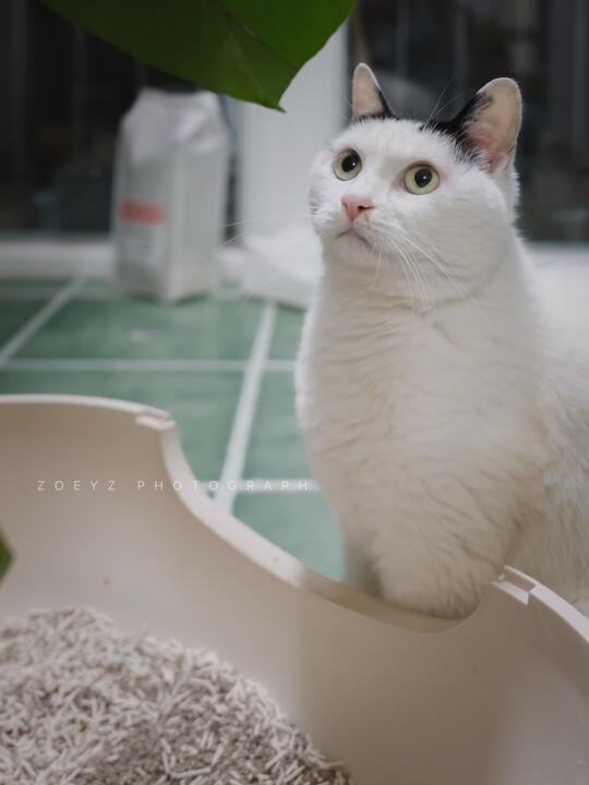 一秒结团！挖到除臭王炸猫砂啦🐾