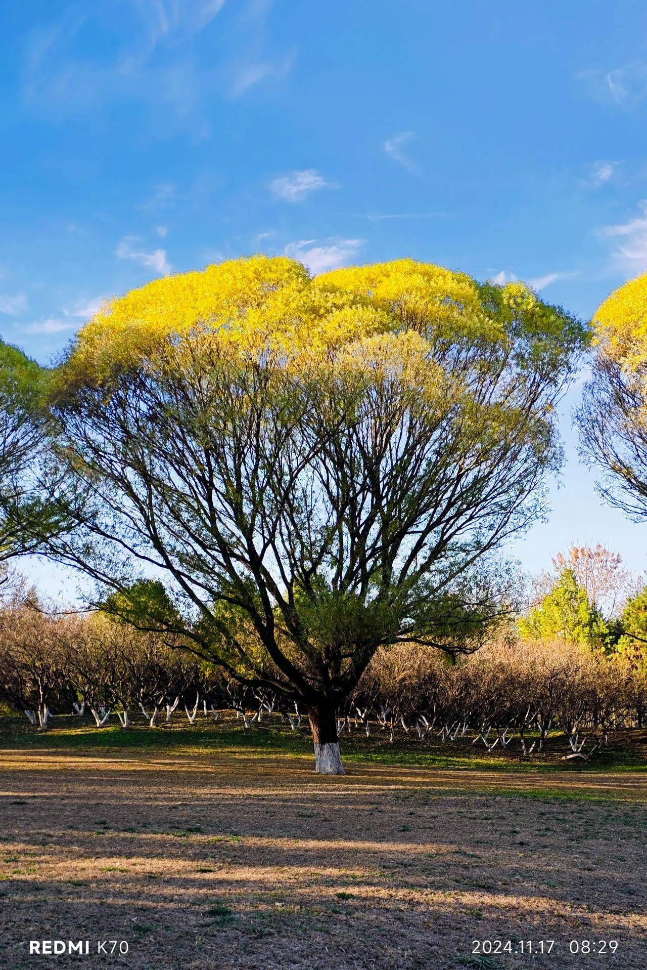 初冬，馒头柳秋色正浓。