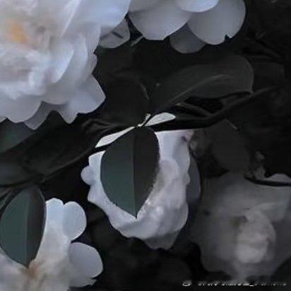 0000山茶花的种植方法：1. 选苗与土壤：选择健康、无病虫害的山茶花苗木，土壤