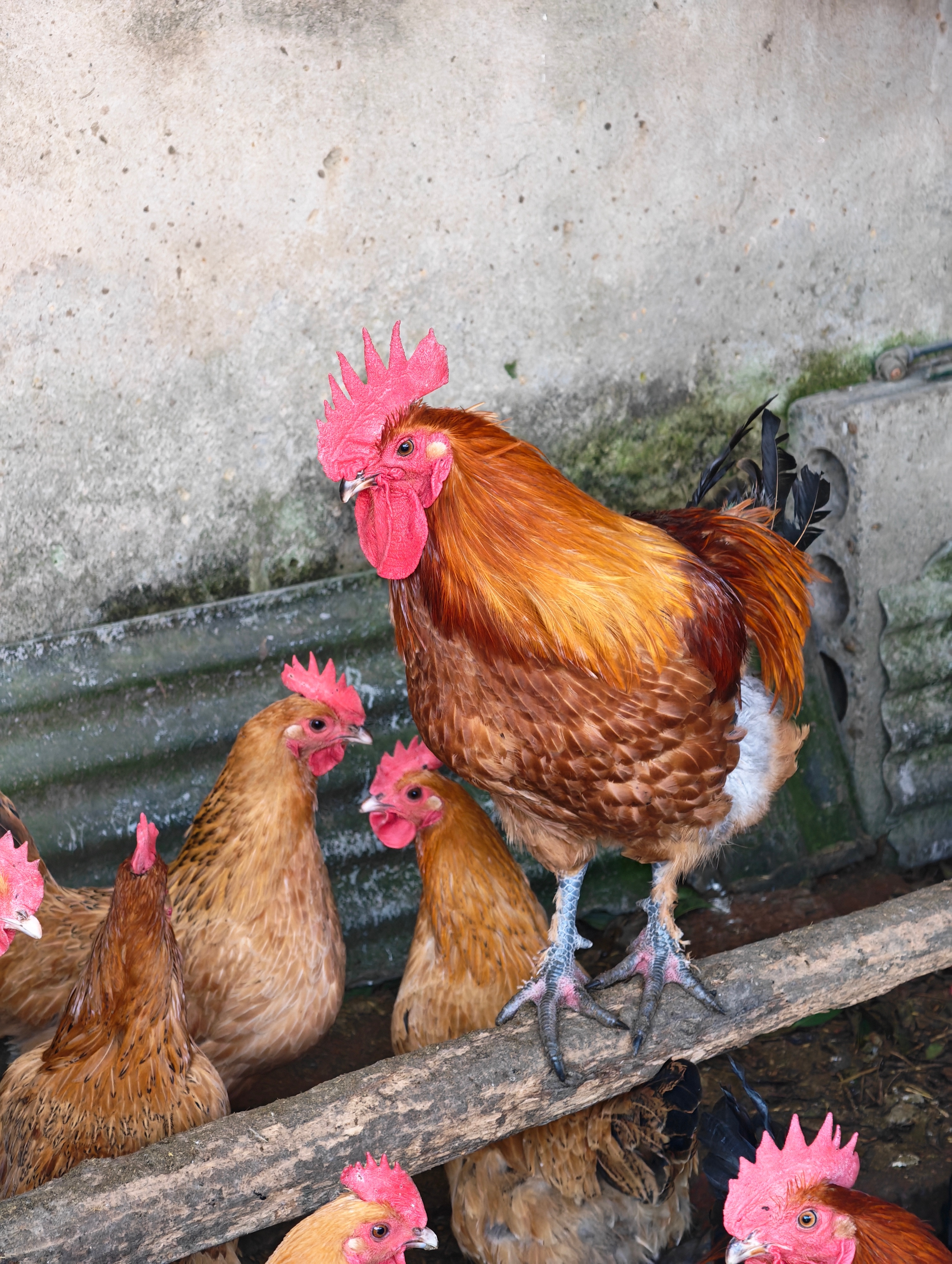 看到呆呆的帮杀年猪吃刨猪汤，想想我的老家只有10几个鸡，可能也搞一场