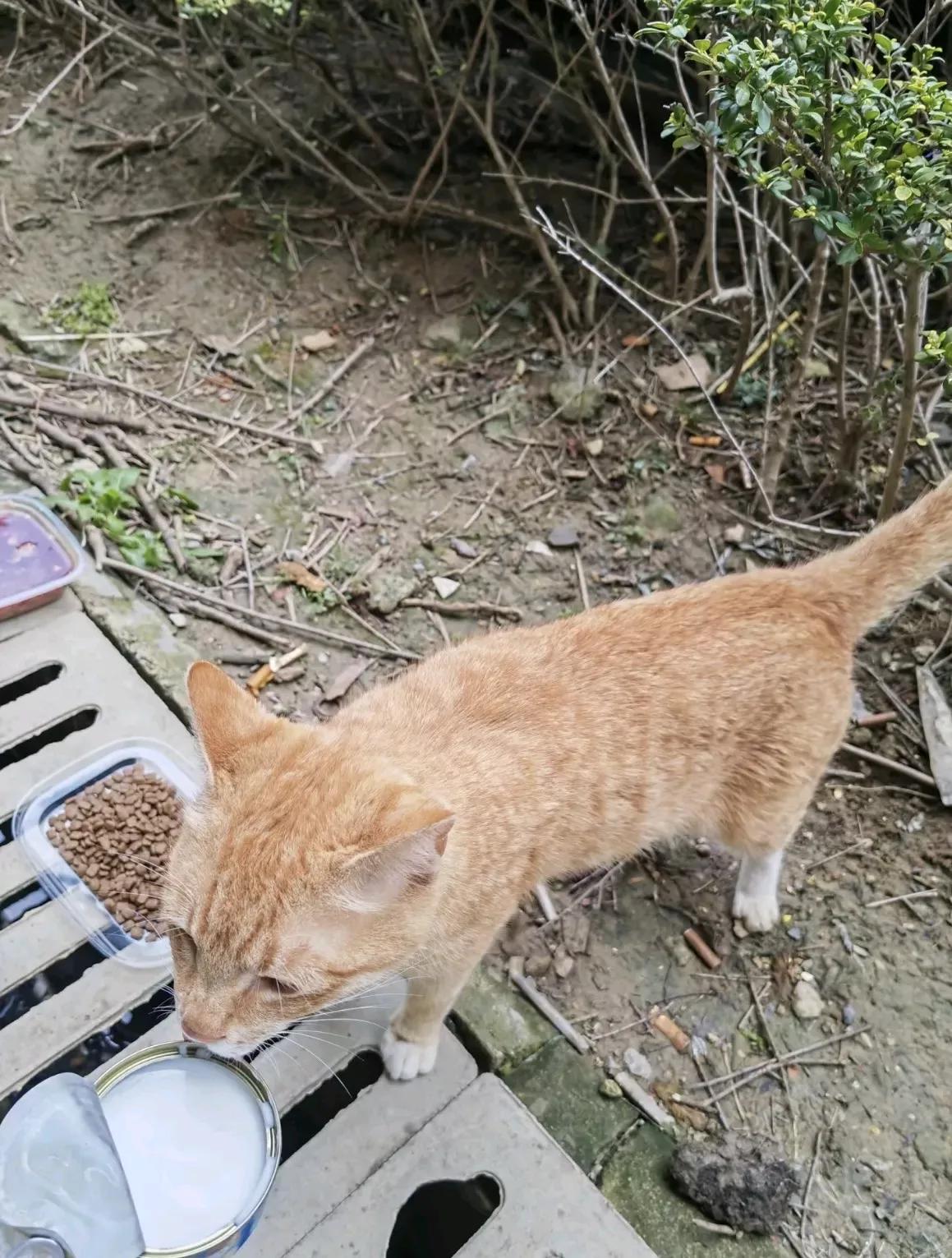 喂了3年流浪猫，我终于懂了：有些“善举”其实是在绑住它们的命
 
前几天加班到深