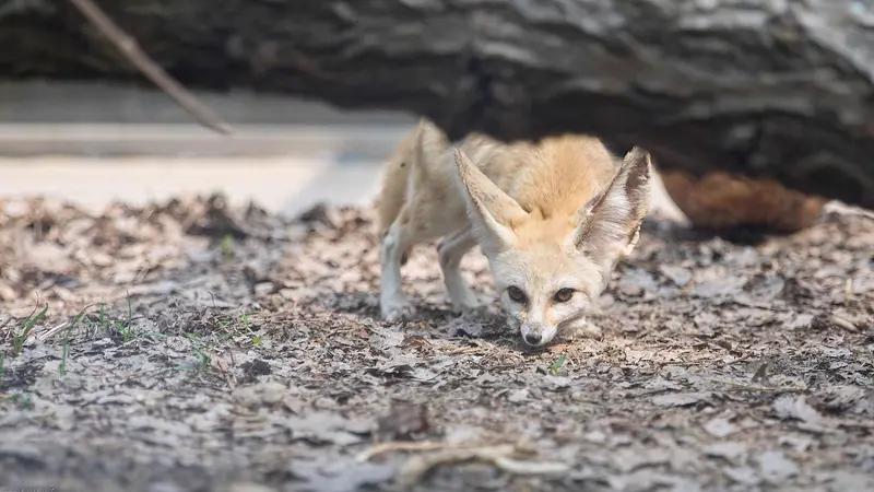 现代版的狐狸和鸡的故事
据说狐狸经常偷鸡吃，被鸡主人用棍追撵。偷鸡的风险很大，后
