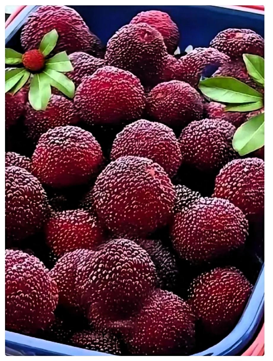 太吓人了！这事儿真是越想越后怕。

15号我买了一筐杨梅，本来打算跟哥们儿泡点酒