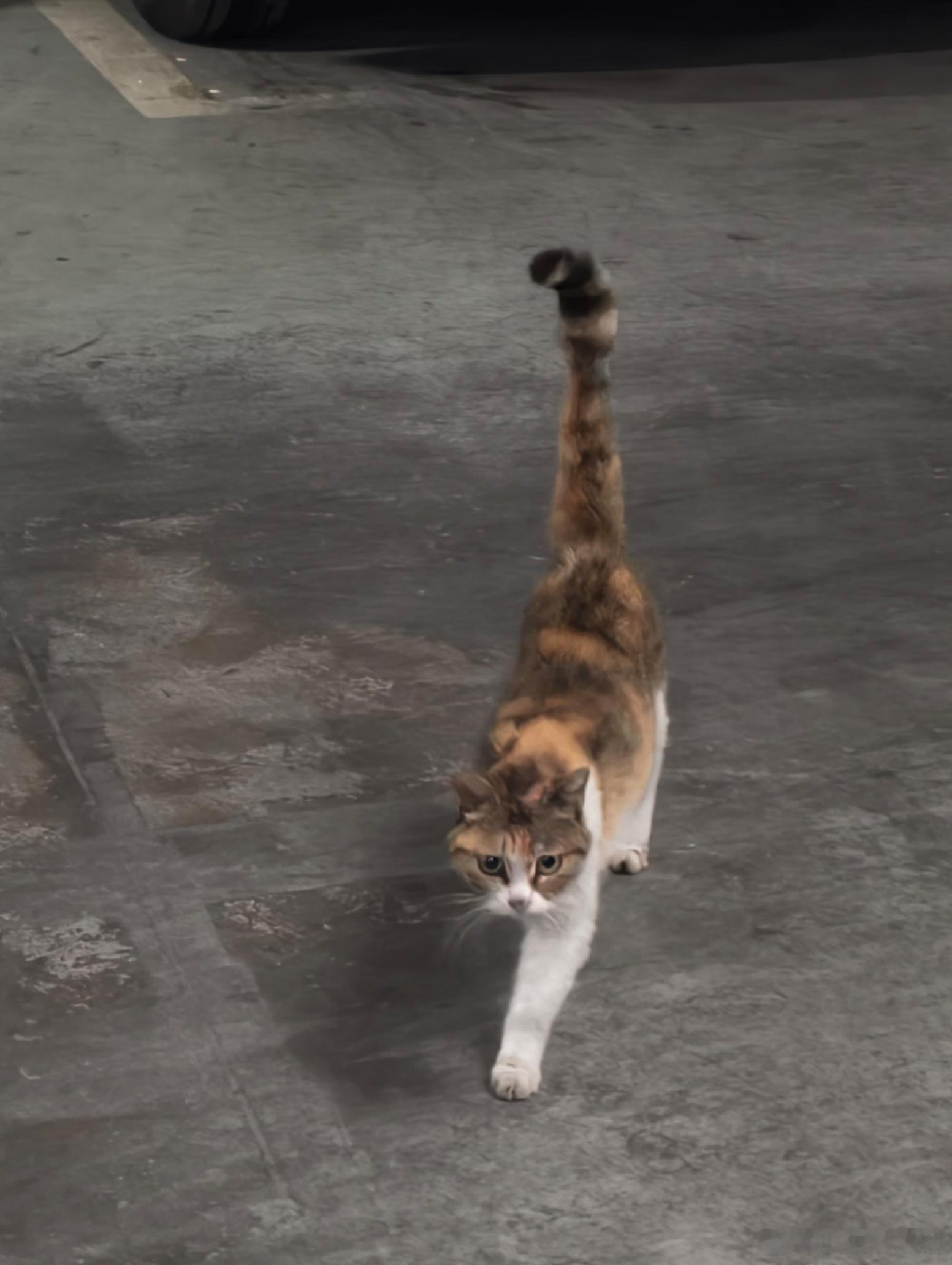 地库偶遇一只粘人小猫，还是个异瞳。 