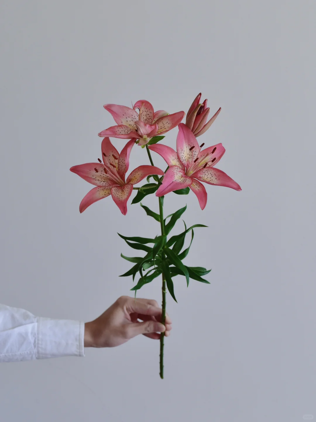 百合·羞涩的安娜