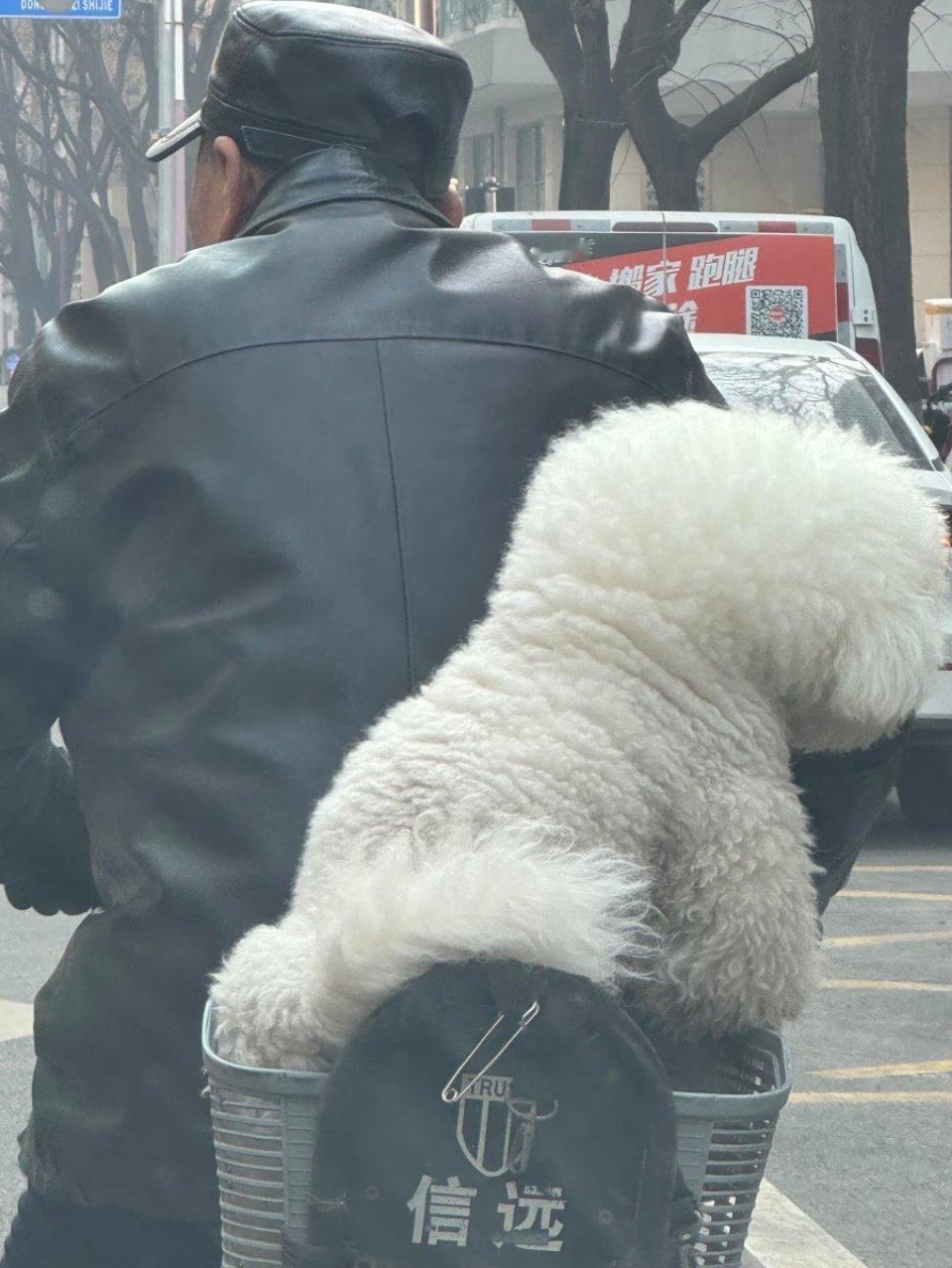 萌宠 还以为买的是棉花呢