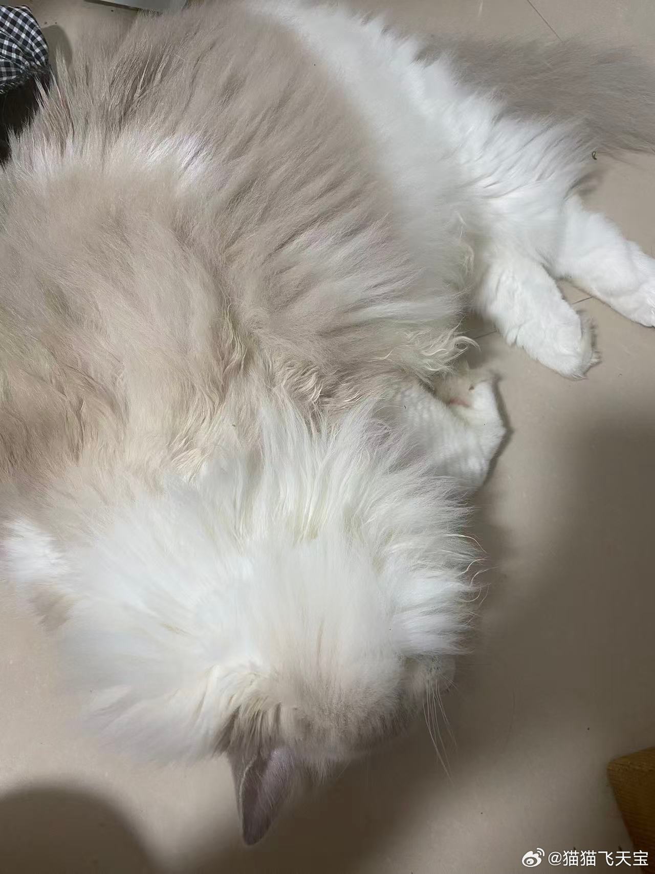 吃了三年减肥猫粮的小猫我家猫猫粮一天都吃不了几颗，可是还是胖感觉喝水都胖。 